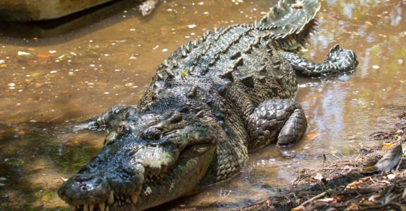 Huatulco: Crocodile & Turtle Ecotour - Customer Reviews