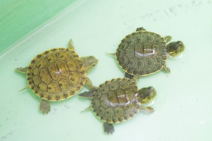 Huatulco: Crocodile & Turtle Ecotour - Key Highlights