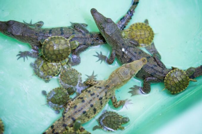Huatulco: Crocodile & Turtle Ecotour - Frequently Asked Questions
