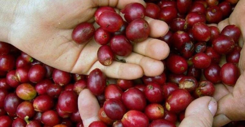 Huatulco: Local Coffee Tasting and Cultural Experience - Itinerary Details