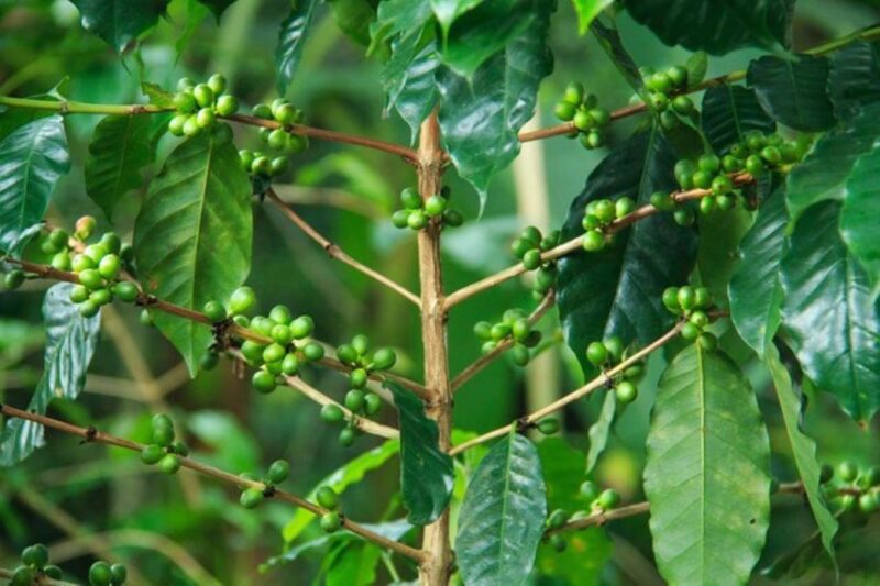 Huatulco: Local Coffee Tasting and Cultural Experience - Pluma Hidalgo Coffee Capital