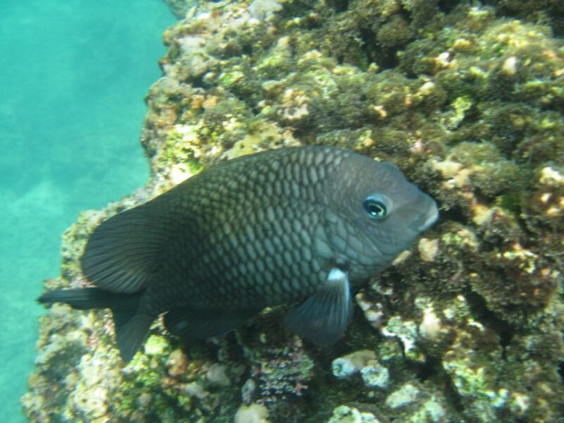 Huatulco: Premium Boat Tour With Snorkel Experience. - Boat Tour Duration