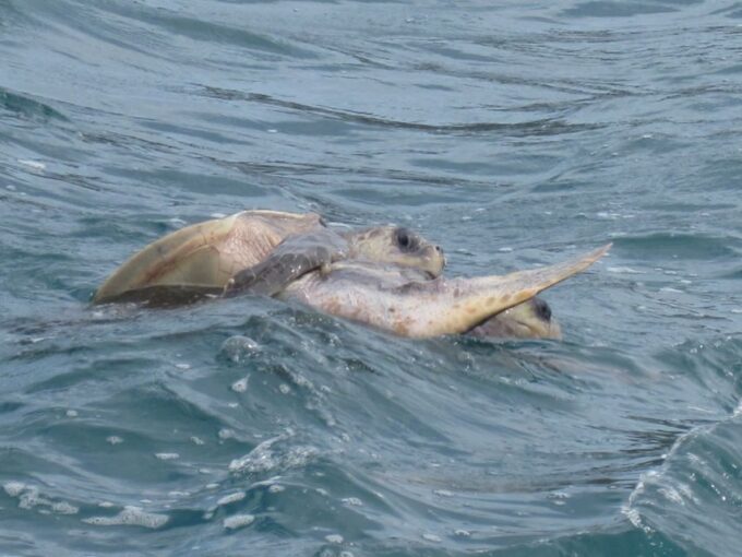 Huatulco: Premium Boat Tour With Snorkel Experience. - Frequently Asked Questions