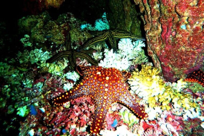 Huatulco: Premium Family Snorkeling Experience - Key Points