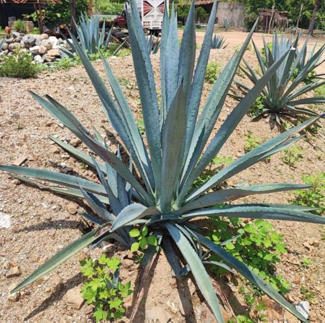 Huatulco: Private Mezcal Factory Experience - Inclusions and Logistics