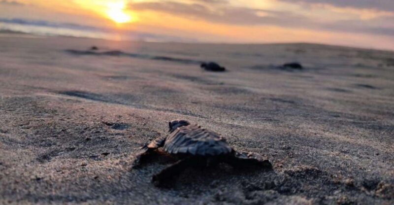 Huatulco: Private Turtle Release Experience - Itinerary and Experience