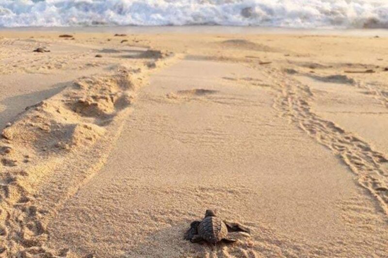 Huatulco: Private Turtle Release Experience - Customer Reviews and Feedback