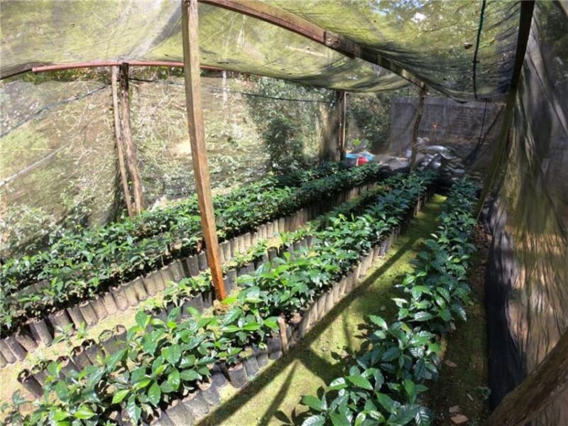 Huatulco: Santa Maria and Pluma Hidalgo Coffee Tour - Cancellation Policy