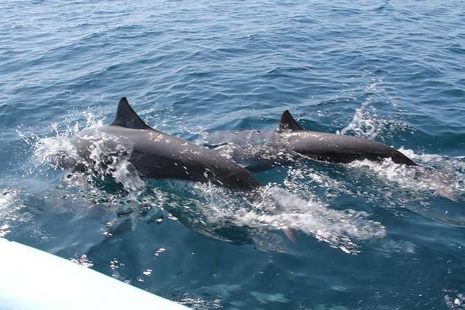 Huatulco Shore Excursion: Seven Bays Private Tour - Witnessing Marine Life Encounters