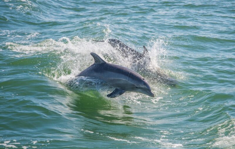 Huatulco: Sunrise Dolphin Watching With Beach Visit - Key Points