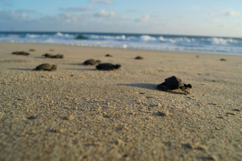 Huatulco: Unique Turtle Sanctuary & Sunset Experience - Included Services