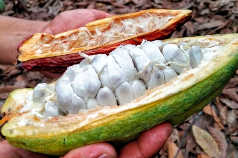 Huayopata | Private Chocolate Tour - Experience Highlights