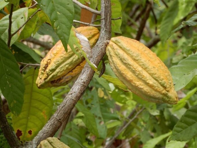 Huayopata | Private Chocolate Tour - Frequently Asked Questions