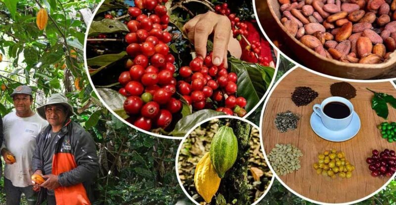 Huayopata Private Coffee Tour - Itinerary Details
