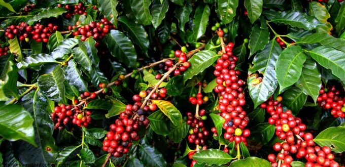 Huayopata Private Coffee Tour - Coffee Cultivation and Tasting