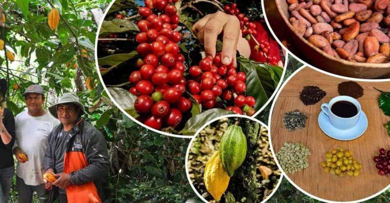 Huayopata Private Coffee Tour - Highlights