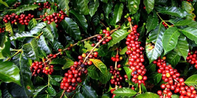 Huayopata Private Coffee Tour - Coffee Roasting Workshop