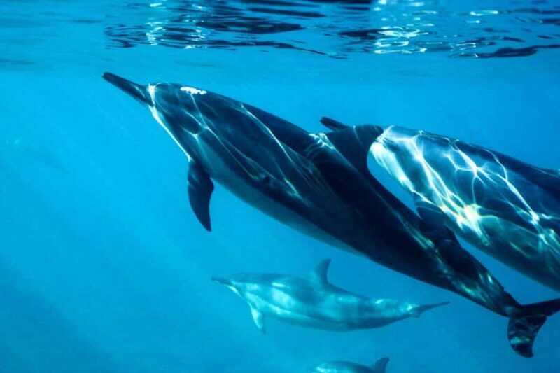 Hulhumale: Sunset Cruise with Snorkeling and Dolphins - Key Points