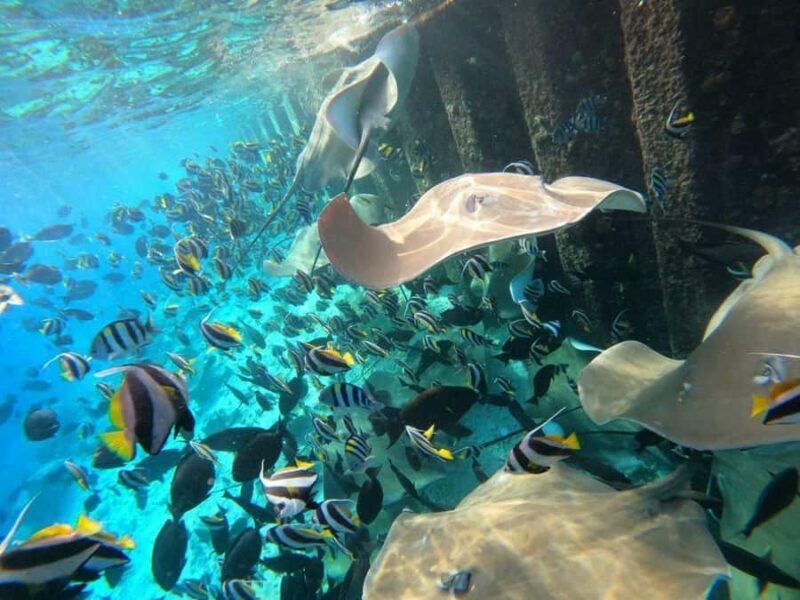 Hulhumale: Sunset Cruise with Snorkeling and Dolphins - Starting Your Marine Adventure