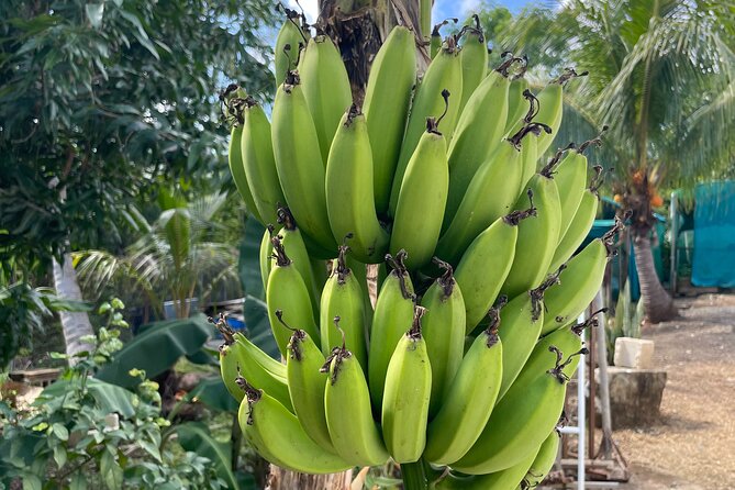 Hull Bay Farm & Beach Experience With Lunch - Inclusions and Amenities