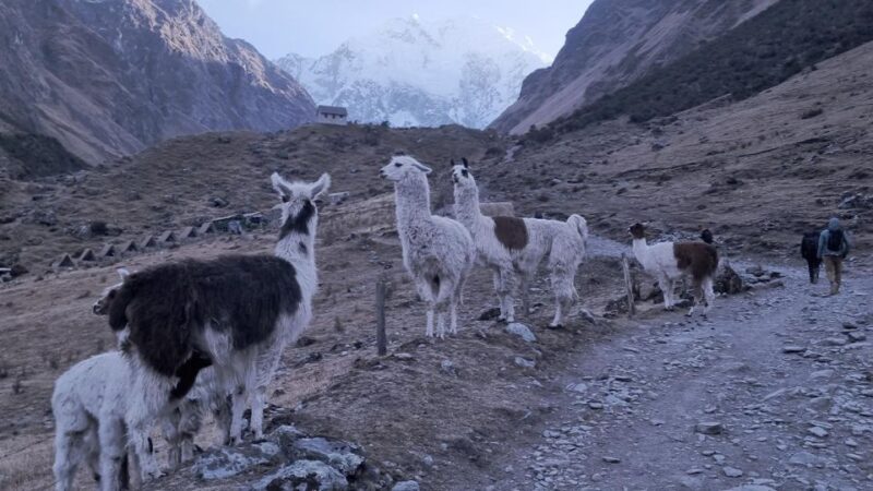 Humantay Lake Tour and Machu Picchu Tour by Train - Itinerary Details
