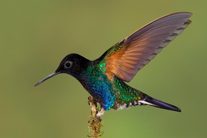 HUMMINGBIRD EXPEDITION - Searching for the Cloud Forest Jewels. - Key Points