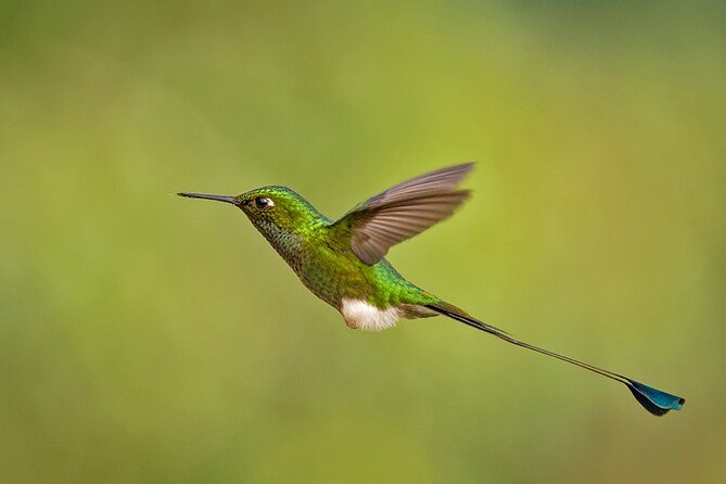 HUMMINGBIRD EXPEDITION - Searching for the Cloud Forest Jewels. - Guides and Expertise
