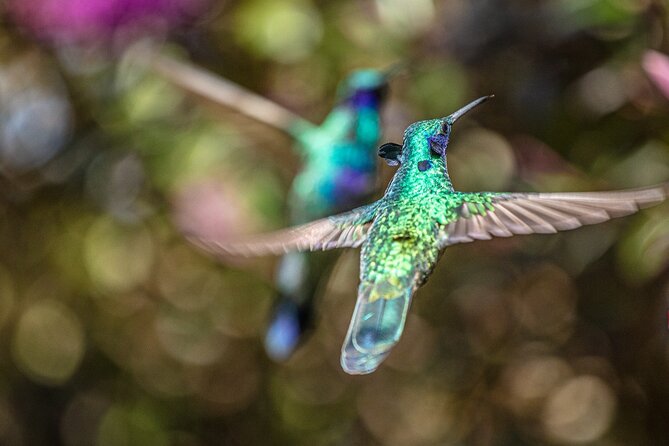 Hummingbird Sighting - Hummingbird Observatory - Key Points