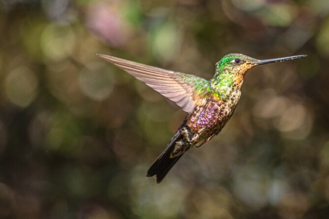 Hummingbird Sighting - Hummingbird Observatory - Inclusions and Exclusions