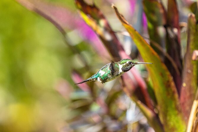 Hummingbird Sighting - Hummingbird Observatory - Participant Requirements