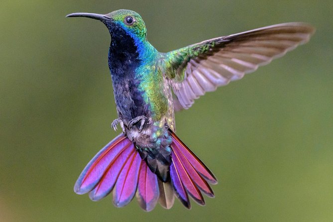 Hummingbirds of Colombia Mini Tour. 3d/2n - Key Points