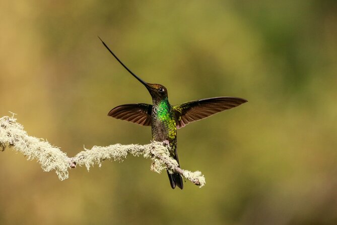 Hummingbirds of the Sacred Valley - Cusco - Accessibility and Participation