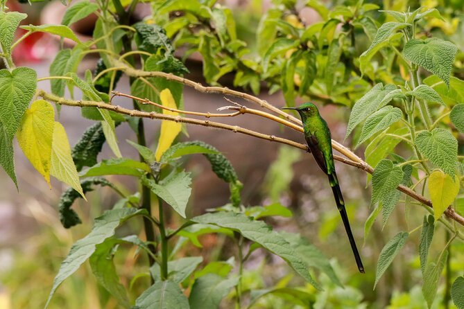 Hummingbirds of the Sacred Valley - Cusco - Cancellation and Confirmation
