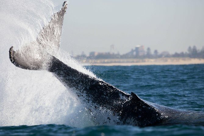 Humpback Whale Encounter Tour from Newcastle - Authentic Encounters and Real-Life Feedback