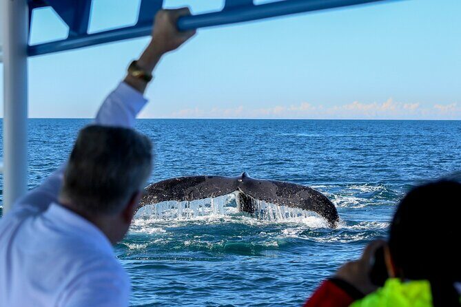 Humpback Whale Encounter Tour from Newcastle - Practical Details and Tips