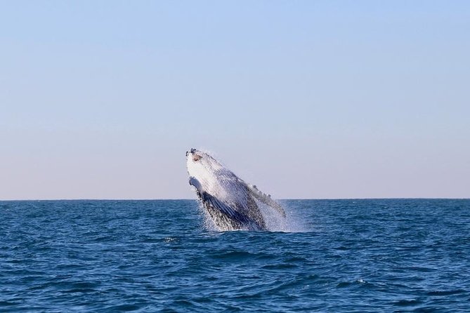 Humpback Whale Encounter Tour From Newcastle - What to Expect