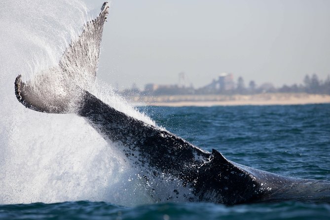 Humpback Whale Encounter Tour From Newcastle - Location and Directions