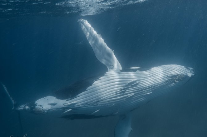 Humpback Whale Safari - Tour Experiences