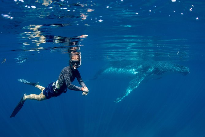 Humpback Whale Safari - Booking and Cancelation