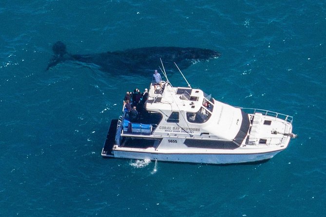 Humpback Whale Safari - Tour Reviews