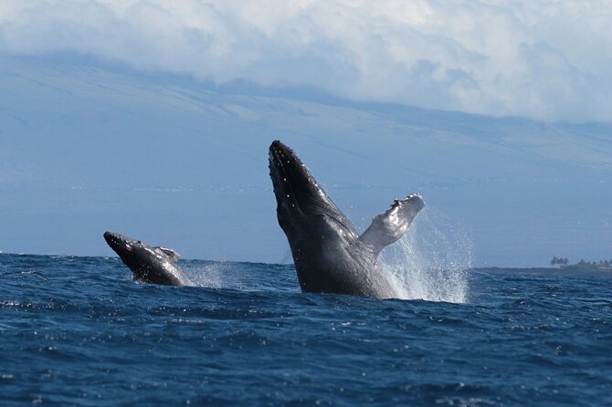Humpback Whale Watch in Kona - Accessibility and Recommendations