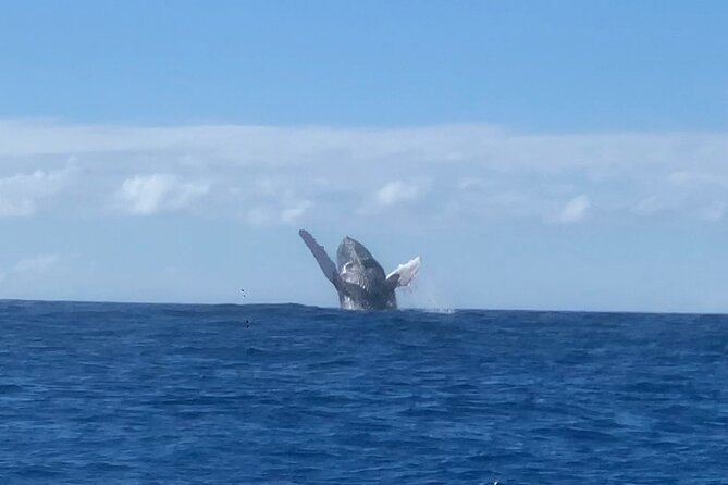 Humpback Whale Watch in Kona - Meeting and Drop-off Locations