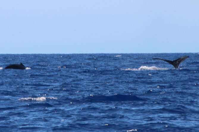 Humpback Whale Watch in Kona - Booking and Confirmation Process