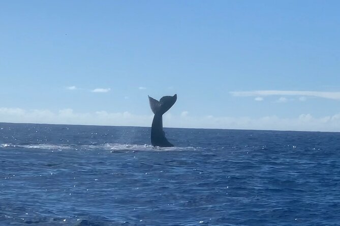 Humpback Whale Watch in Kona - Age Restrictions and Group Size