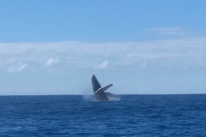 Humpback Whale Watch in Kona - Onboard Facilities and Amenities