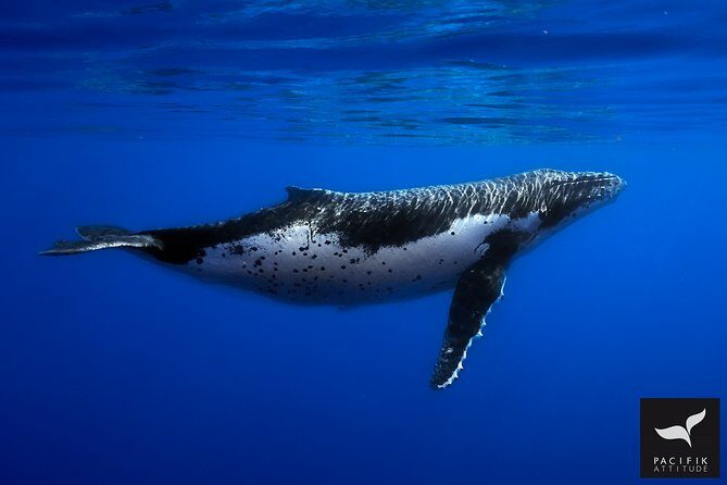 Humpback whale watching and marine life in Moorea - An In-Depth Look at the Moorea Whale Watching Experience