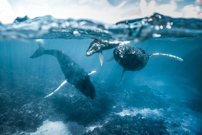 Humpback whale watching and marine life in Moorea - FAQ