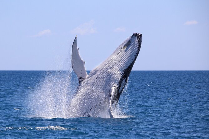Humpback Whale Watching in Bahia Málaga, Colombia - Key Points