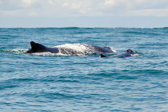 Humpback Whale Watching in Bahia Málaga, Colombia - Meeting and Logistics