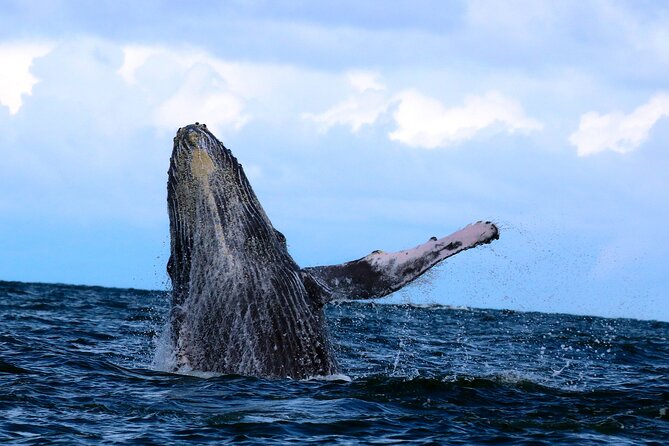 Humpback Whale Watching in Bahia Málaga, Colombia - Recommendations and Preparations